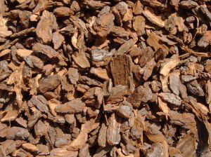 Pine Bark