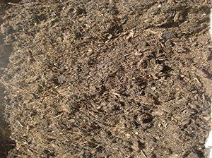 Peat Moss