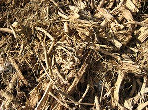 Forest Biomass